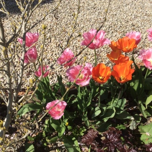 Tulips: about a foot tall, that are next to the fritillaries