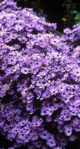 Asters in autumn